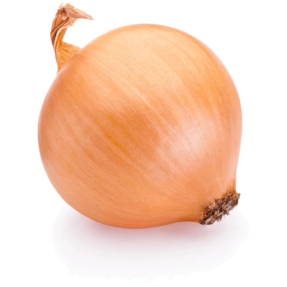 תמונה של בצל יבש