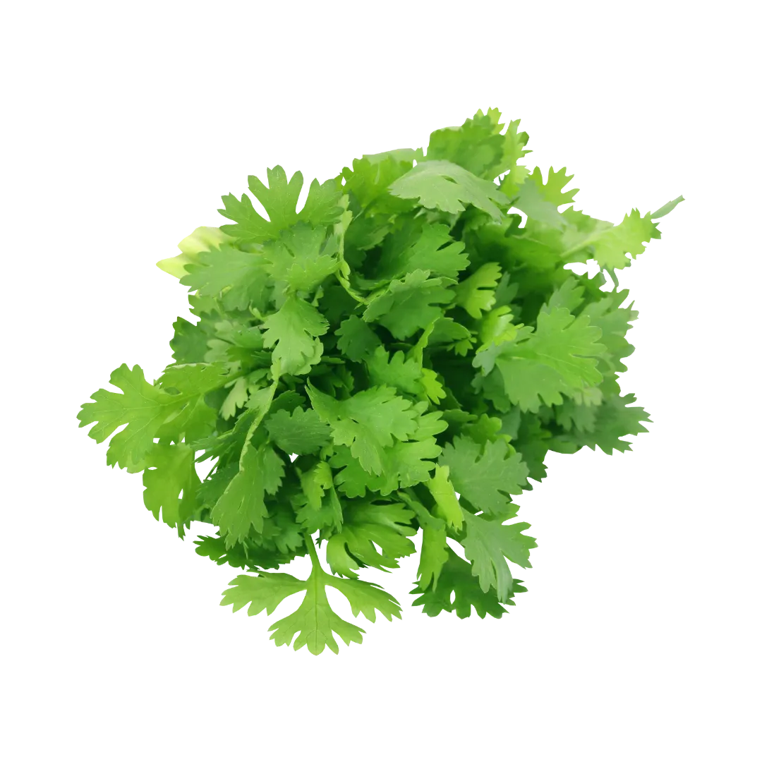 תמונה של כוסברה גוש קטיף