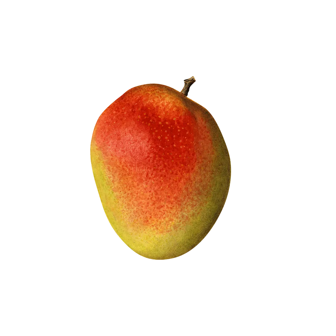 תמונה של מנגו