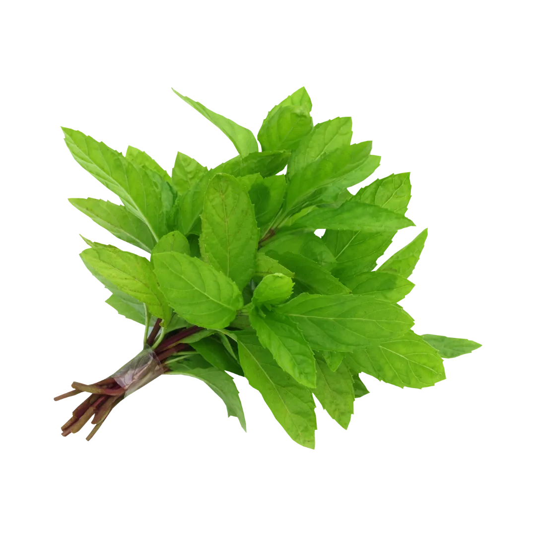 תמונה של נענע טרי