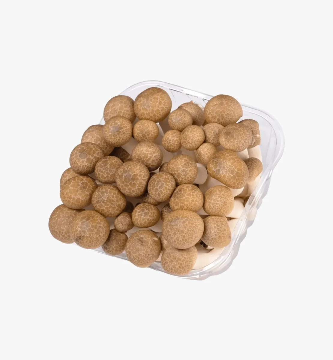 תמונה של פטריות שימג'י חומות