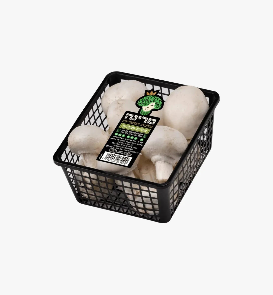 תמונה של פטריות שמפיניון לבנות